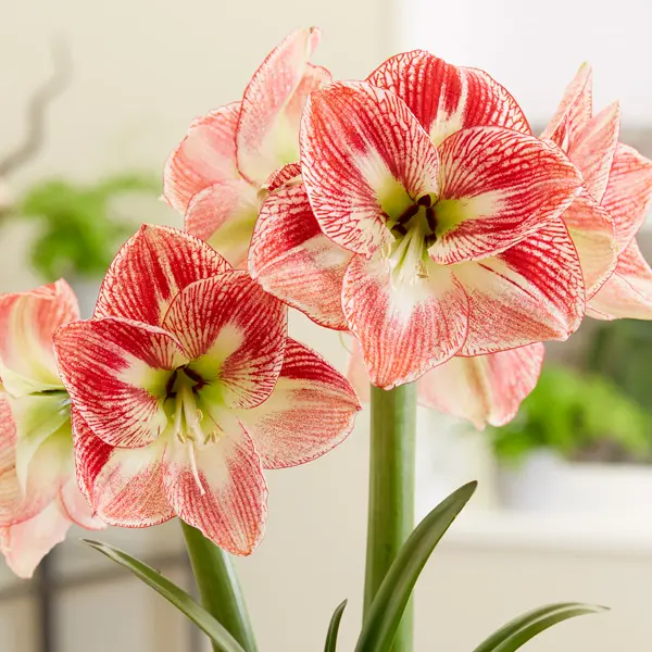 Hippeastrum Spotted Cream Hippeastrum Spotted Cream