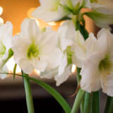 Hippeastrum White Sensation Hippeastrum White Sensation