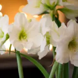 Hippeastrum White Sensation Hippeastrum White Sensation