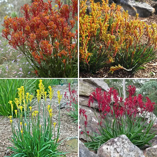 Kangaroo Paw Collection Kangaroo Paw Collection
