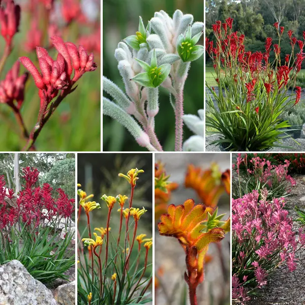 Kangaroo Paw Lucky Dip Collection Kangaroo Paw Lucky Dip Collection