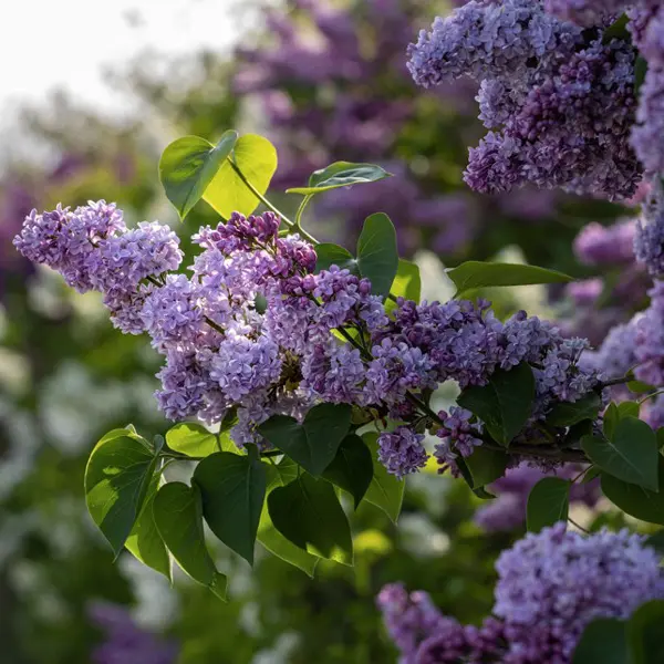 Lilac Alice Eastwood Lilac Alice Eastwood