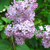 Lilac Belle De Nancy Lilac Belle De Nancy