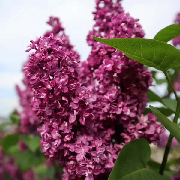 Lilac Mrs Edward Harding Lilac Mrs Edward Harding
