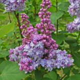 Lilac Olivier De Serres Lilac Olivier De Serres