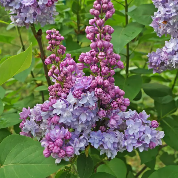 Lilac Olivier De Serres Lilac Olivier De Serres