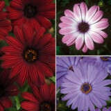 Osteospermum Collection Osteospermum Collection