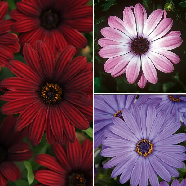 Osteospermum Collection Osteospermum Collection