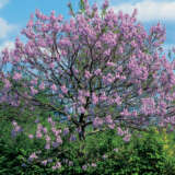 Paulownia Princess Tree Paulownia Princess Tree