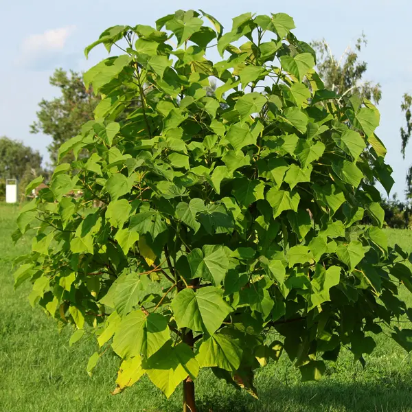 Paulownia Princess Tree