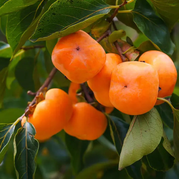 Persimmon Dwarf Jiro Persimmon Dwarf Jiro