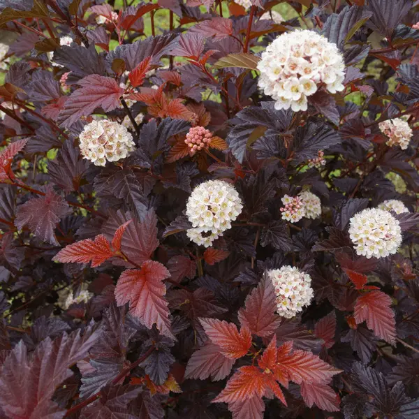 Physocarpus Monlo Diabolo (Pbr) Physocarpus Monlo Diabolo (Pbr)