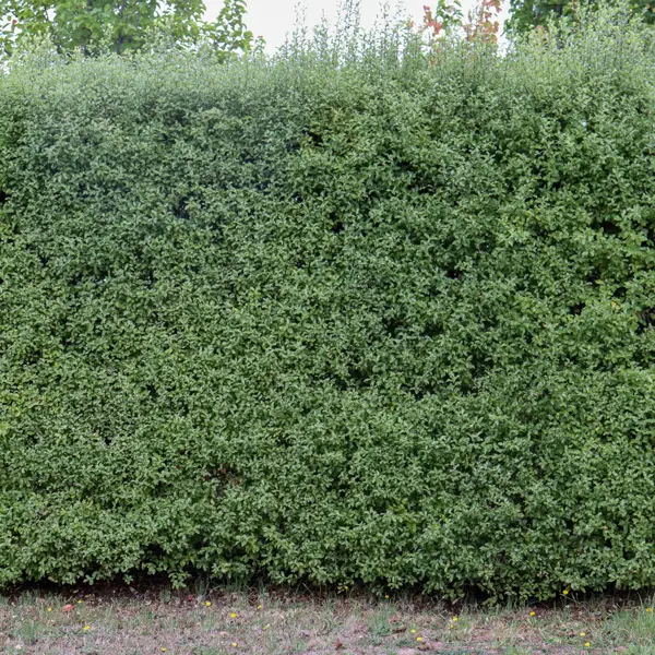 Starter Pack -Pittosporum Screen Master (Pbr) Starter Pack -Pittosporum Screen Master (Pbr)