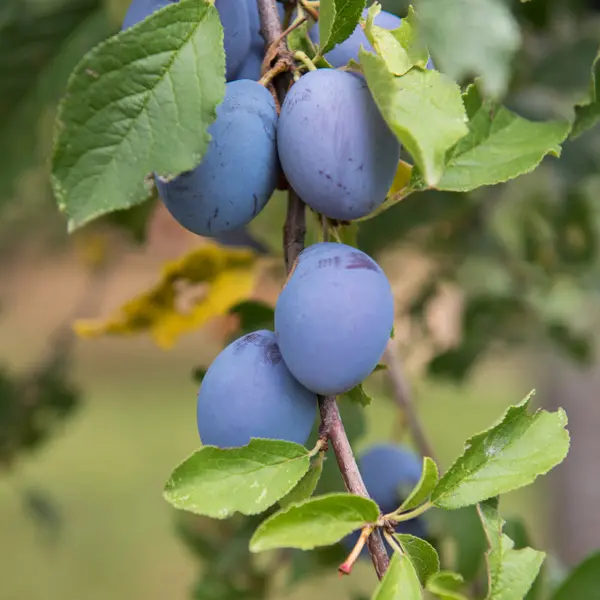 Dwarf Prune Plum Robe De Sergeant Dwarf Prune Plum Robe De Sergeant