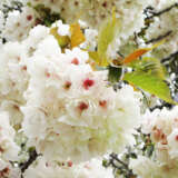 Flowering Cherry- Prunus Ukon Flowering Cherry- Prunus Ukon
