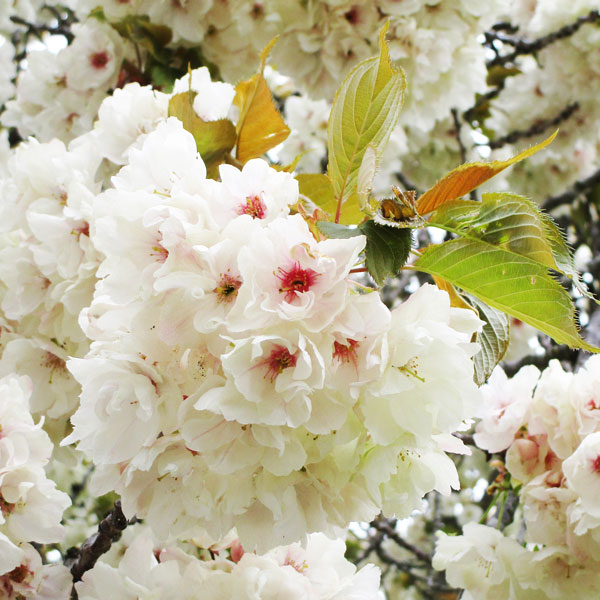 Flowering Cherry- Prunus Ukon Flowering Cherry- Prunus Ukon