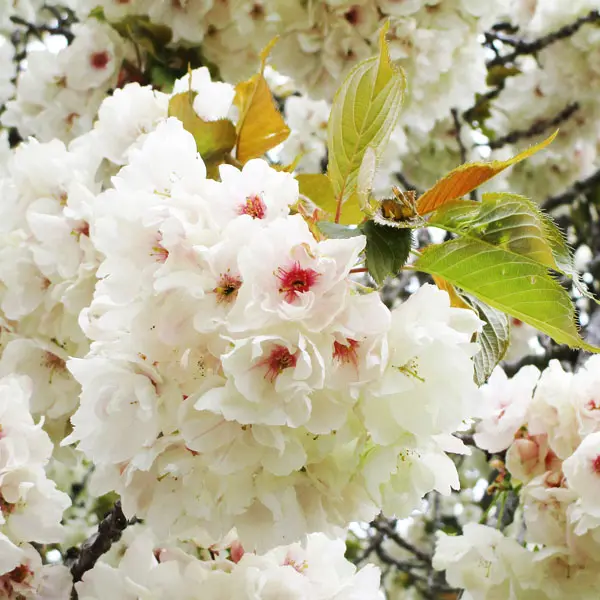 Flowering Cherry- Prunus Ukon Flowering Cherry- Prunus Ukon