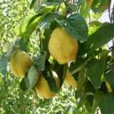 Quince Smyrna Trequismy - Garden Express Australia