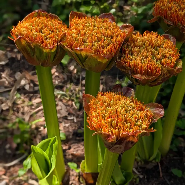 Scadoxus Dwarf Paintbrush Lily Scadoxus Dwarf Paintbrush Lily