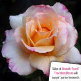 Thornless Rose Smooth Angel
