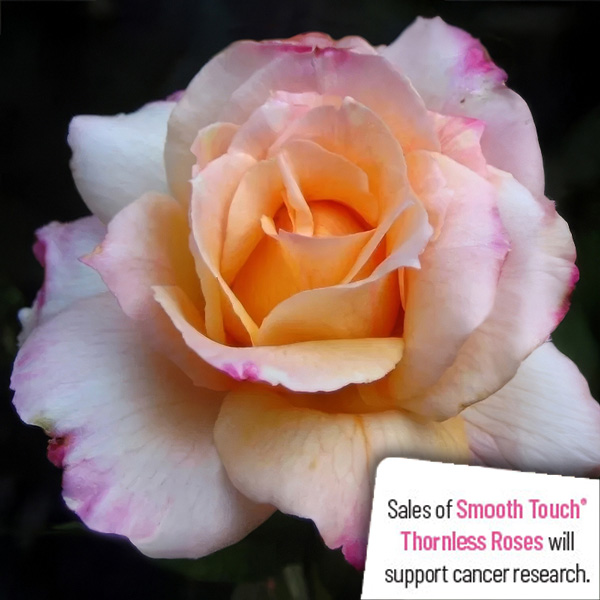 Thornless Rose Smooth Angel