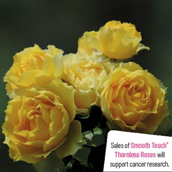 Thornless Rose Smooth Buttercup Thornless Rose Smooth Buttercup