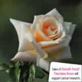 Thornless Rose Smooth Delight Thornless Rose Smooth Delight