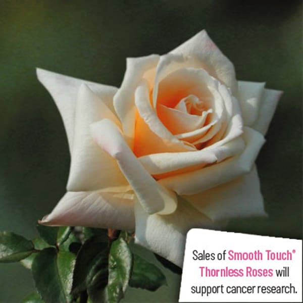 Thornless Rose Smooth Delight Thornless Rose Smooth Delight