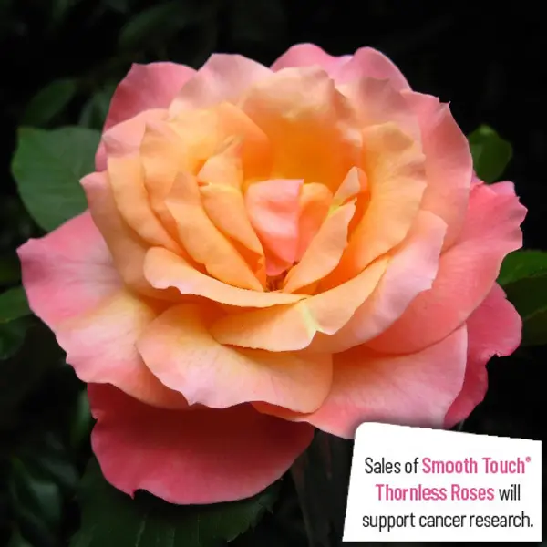 Thornless Rose Smooth Splendour Thornless Rose Smooth Splendour