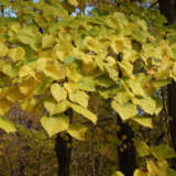 Tilia Linden Tree Tilia Linden Tree