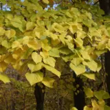 Tilia Linden Tree Tilia Linden Tree