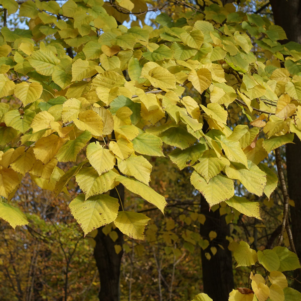 Tilia Linden Tree Tilia Linden Tree