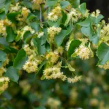 Tilia Linden Tree Tilia Linden Tree