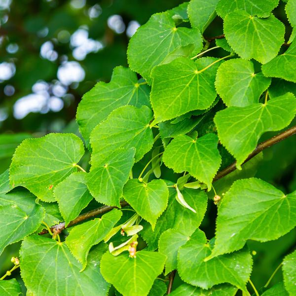 Finding The Best Ornamental Trees For Gardens In Australia Finding The Best Ornamental Trees For Gardens In Australia