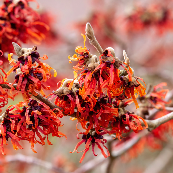 Witch Hazel Diane