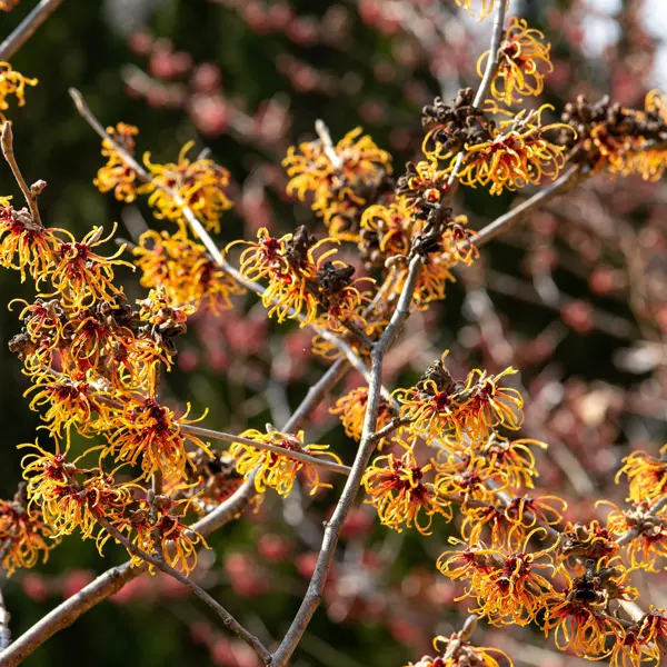 Witch Hazel Jelena Witch Hazel Jelena