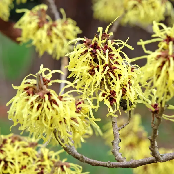 Witch Hazel Sunburst Witch Hazel Sunburst