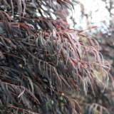 Agonis After Dark Agonis After Dark
