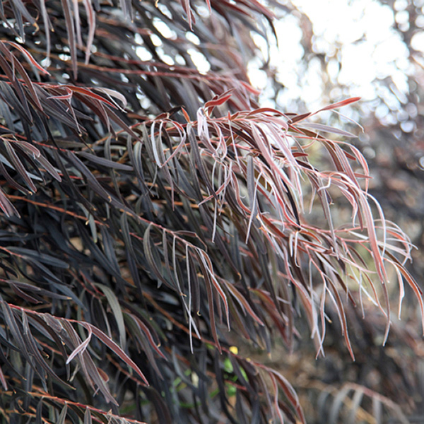 Agonis After Dark Agonis After Dark