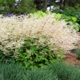 Aruncus Chantilly Lace 3pk Aruncus Chantilly Lace 3pk