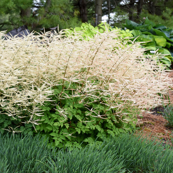 Aruncus Chantilly Lace 3pk Aruncus Chantilly Lace 3pk