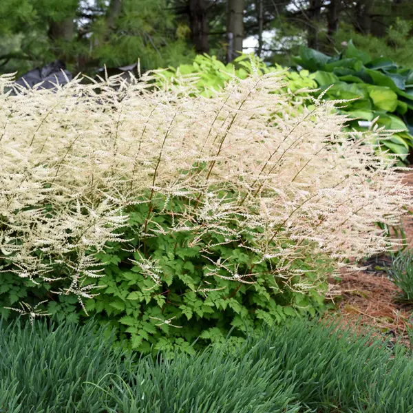 Aruncus Chantilly Lace 3pk Aruncus Chantilly Lace 3pk