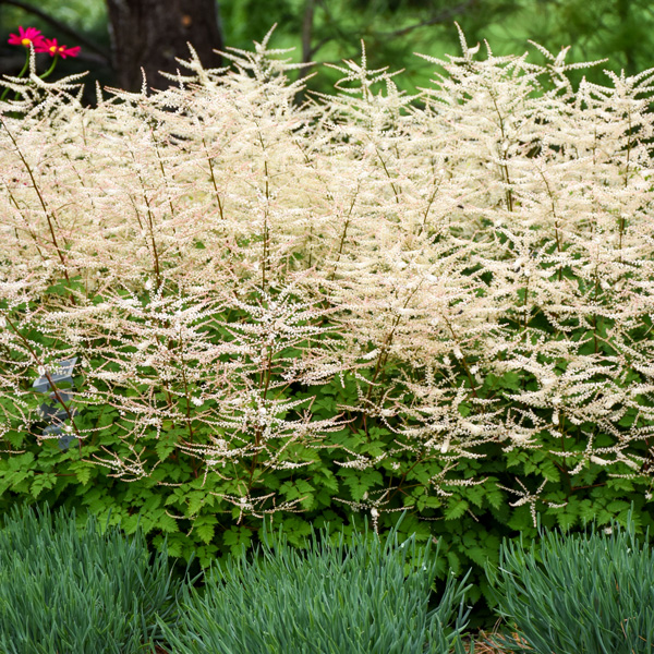 Aruncus Chantilly Lace 3pk Aruncus Chantilly Lace 3pk