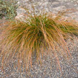 Carex Buchananii Leatherleaf Sedge - Garden Express Australia