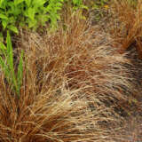 Carex Buchananii- Leatherleaf Sedge Carex Buchananii- Leatherleaf Sedge
