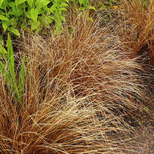 Carex Buchananii- Leatherleaf Sedge Carex Buchananii- Leatherleaf Sedge