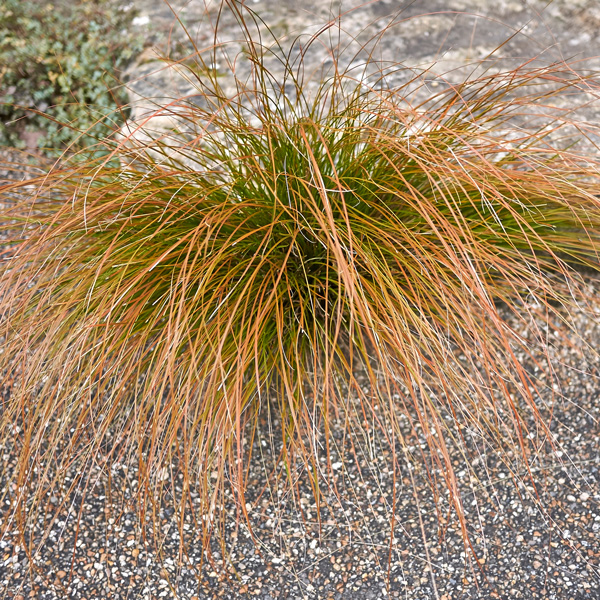 Carex Buchananii- Leatherleaf Sedge Carex Buchananii- Leatherleaf Sedge