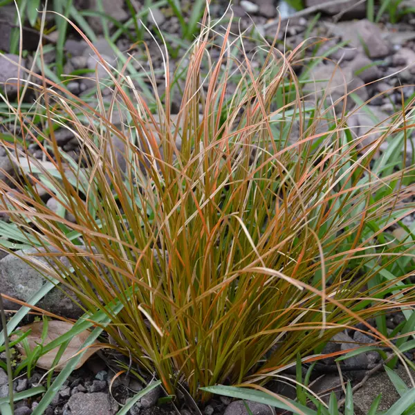 Carex Testacea- Orange Sedge 68mm Carex Testacea- Orange Sedge 68mm