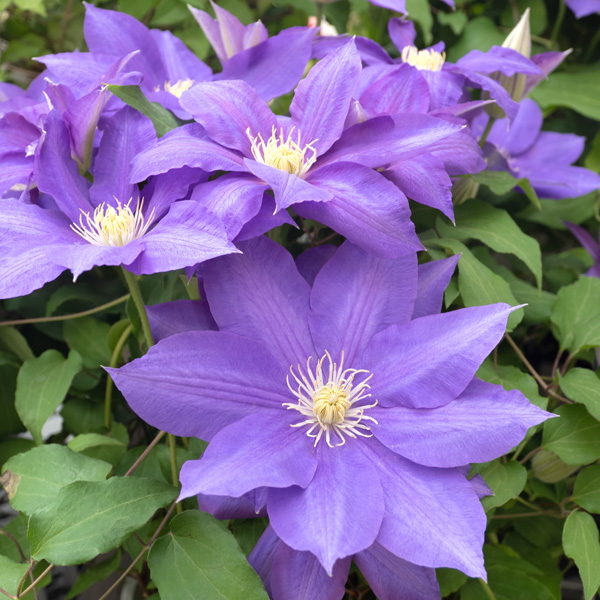 Clematis Belle Nantaise Clematis Belle Nantaise