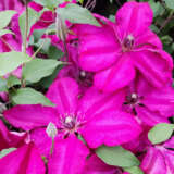 Clematis Cardinal Wyszynski Clematis Cardinal Wyszynski